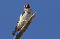 Carduelis carduelis